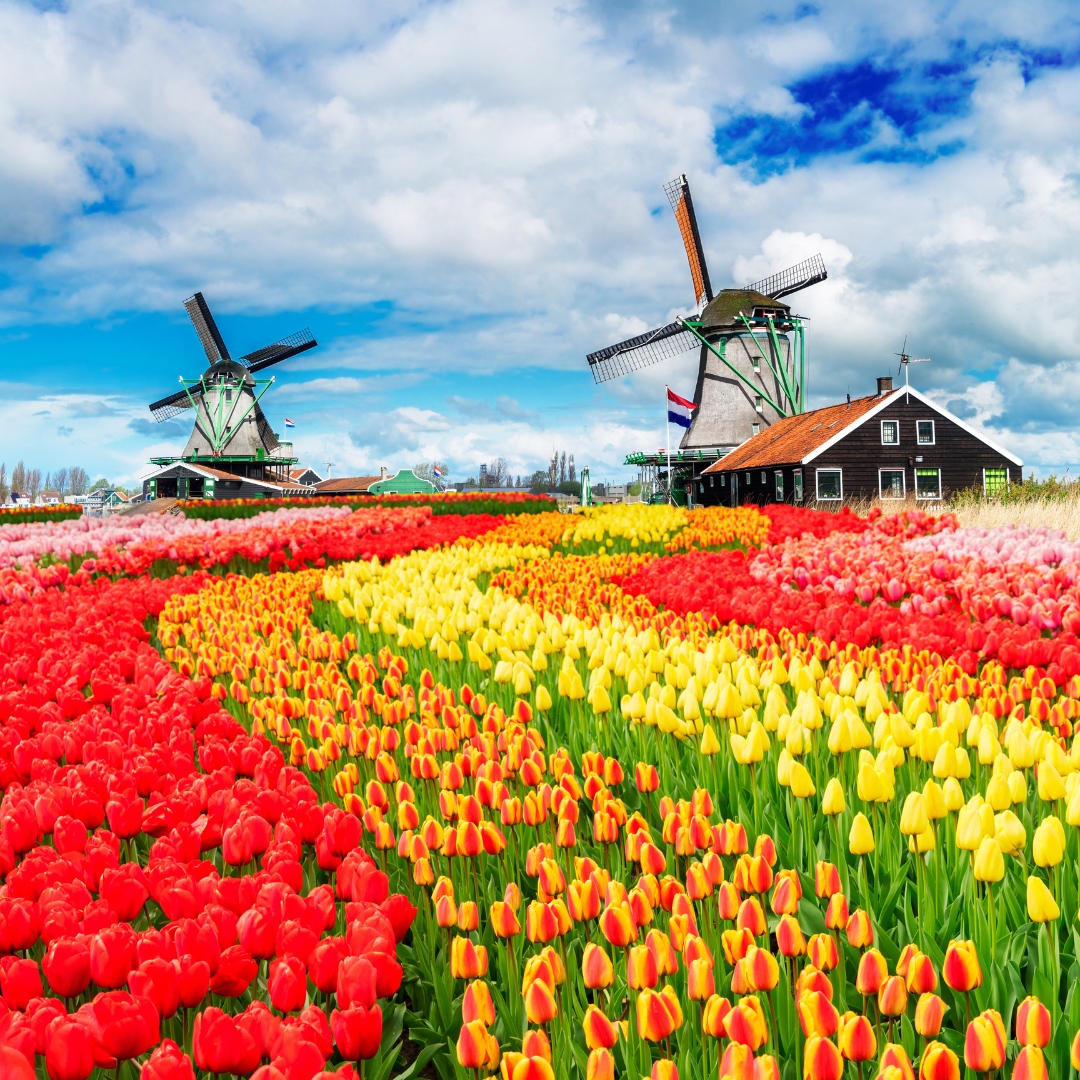 สวนเคอเคนฮอฟ 