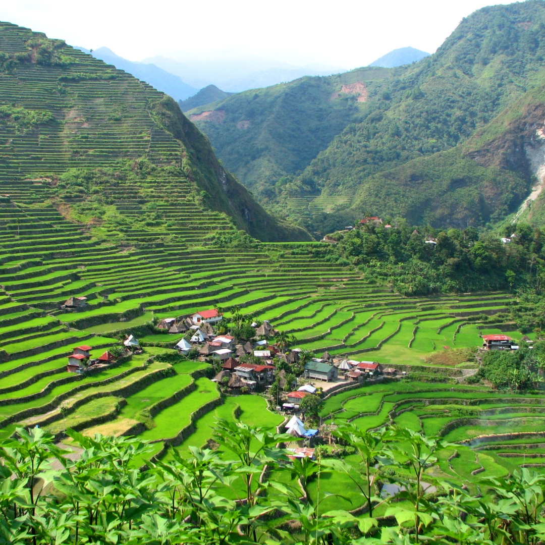 บาเนาเอย์