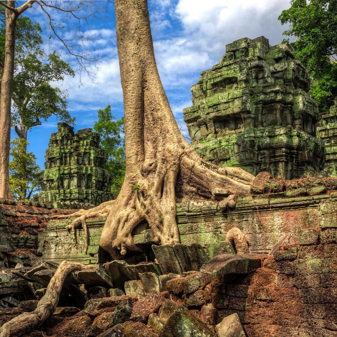 ตาพรหม: 
วัดในป่าใหญ่