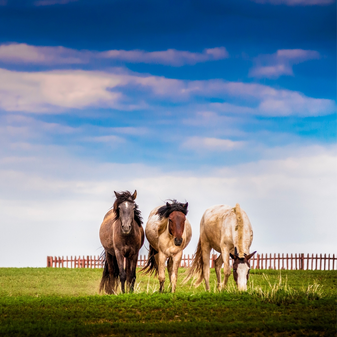 สัมผัสวิถีชีวิตของชนเผ่าเร่ร่อน